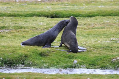 Two juvenile Fur Seals, mock fighting