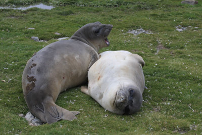 Moulting Elephant Seals