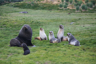The perfect Fur Seal family group photo