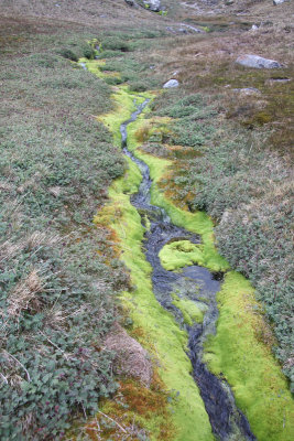 Beautiful moss-clad stream