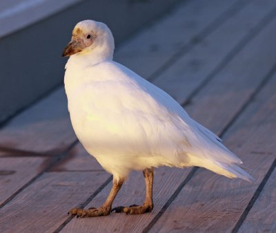 Pale-faced Sheathbill, possibly juvenile