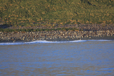 King Penguin rookery, Gold Harbour