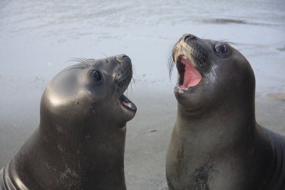 Toothless Southern Elephant Seal pups