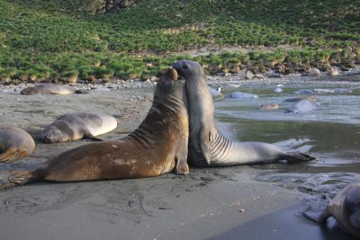 Southern Elephant Seals, young males