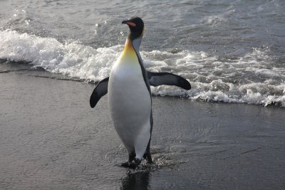 King Penguin emerging from the surf