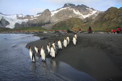 Group of king Penguins off fishing
