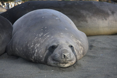 Elephant Seal, female