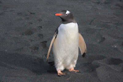 Gentoo Penguin