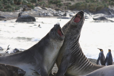 Elephant Seals, young males, mock fighting