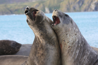 Elephant Seals, young males, mock fighting