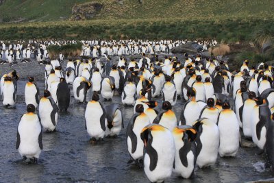 King Penguin rookery