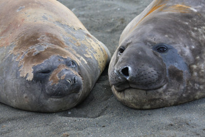 Moulting Elephant Seals