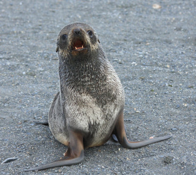 Agressive Fur Seal pup