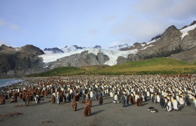 The King Penguin breeding colony at Gold Harbour