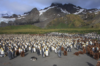 The King Penguin breeding colony at Gold Harbour