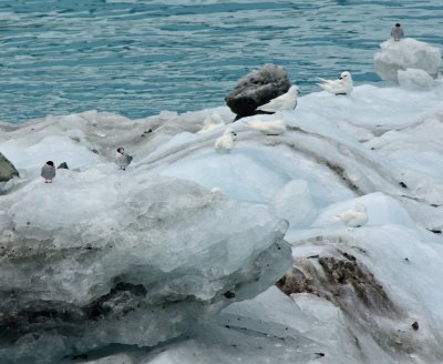 Arctic Terns and Snow Petrels