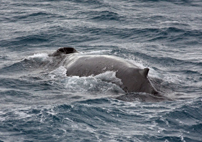 Humback Whale, splashguard and blow holes