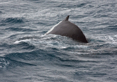 Humback Whale, diving