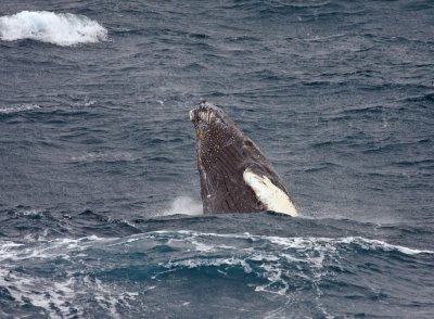 Humback Whale, breaching