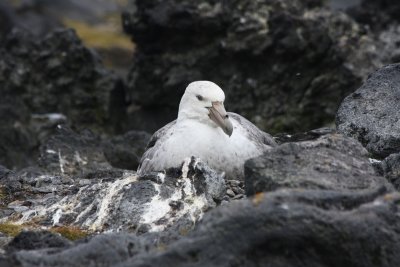 Southern Giant Petrel