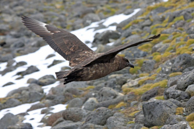 Subantarctic Skua (Catharacta antarctica Ionnbergi)