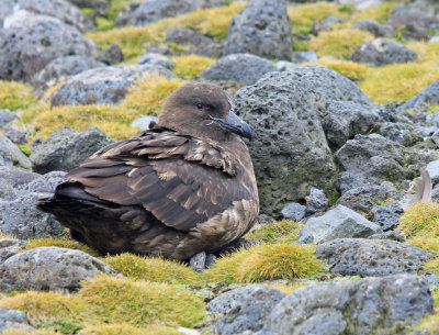 Subantarctic Skua (Catharacta antarctica Ionnbergi)