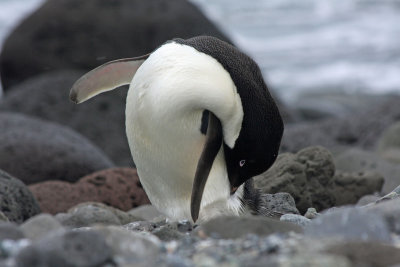 Adelie Penguin