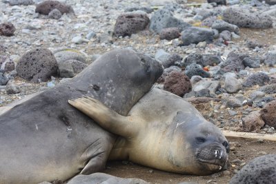 Elephant Seals