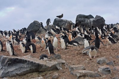 Chinstrap Penguin colony