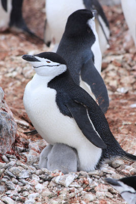 Chinstrap with two chicks