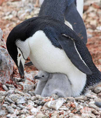 Chinstrap with two chicks