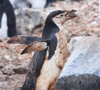 Chinstrap with stone for nest