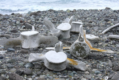 Whale vertebrae