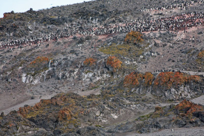 Adelie Penguin colony