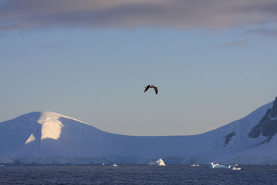 Kelp Gull over Two Humock Island