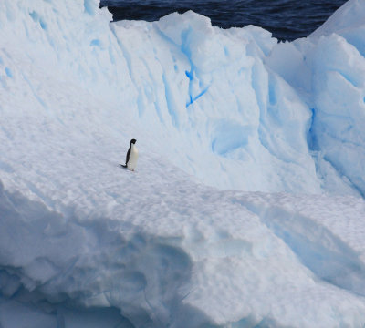 Adelie Penguin