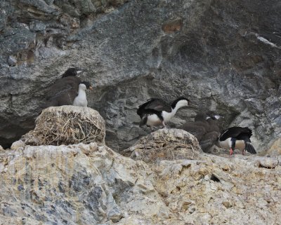 Antarctic Shags' nesting colony