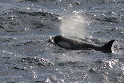 Killer Whale (or Orca), female