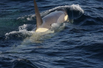 Killer Whale (or Orca), male