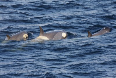 Killer Whale (or Orca), female and juveniles