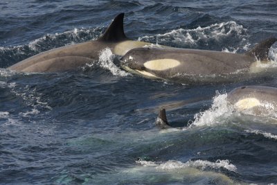 Killer Whale (or Orca), females and juveniles