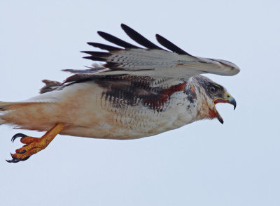 Red-backed Hawk, female