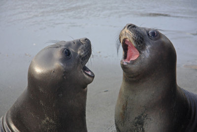 Toothless Elephant Seal pups
