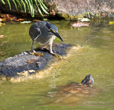 Little Heron