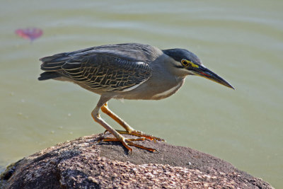 Little Heron