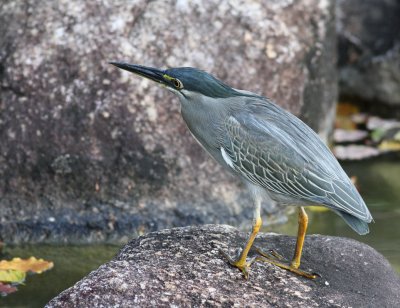 Little Heron