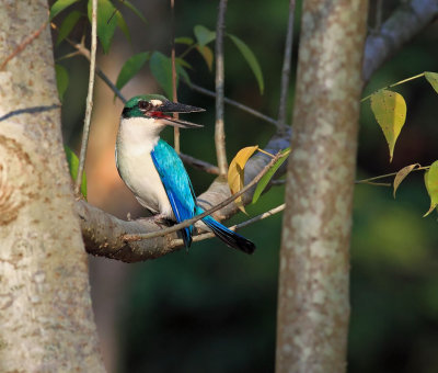 Collared Kingfisher