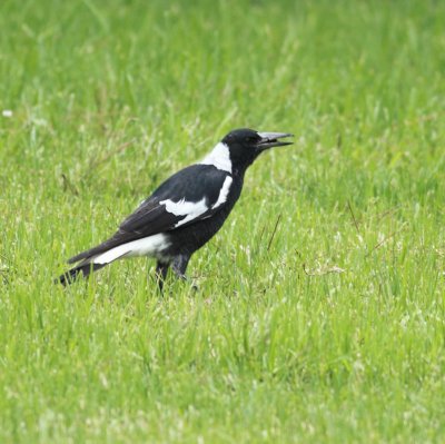Australian Magpie with young lizard...going