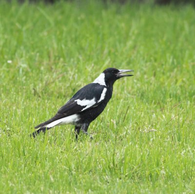 Australian Magpie with young lizard...gone