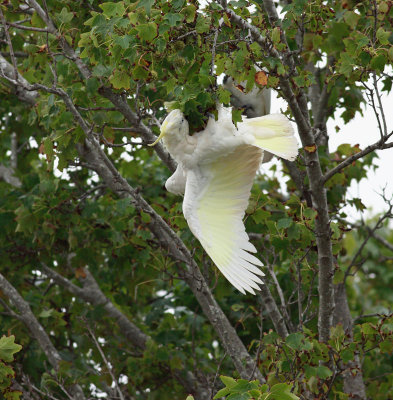 Sulphur-crested Cockatoo